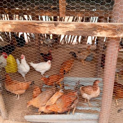 project-kippenfarm