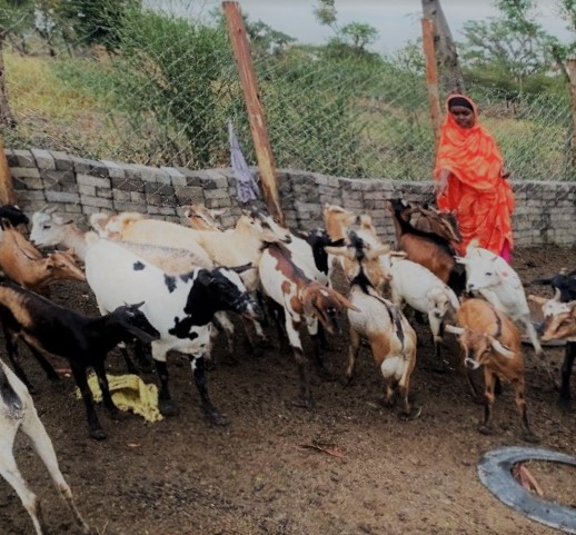 goat farm (6)
